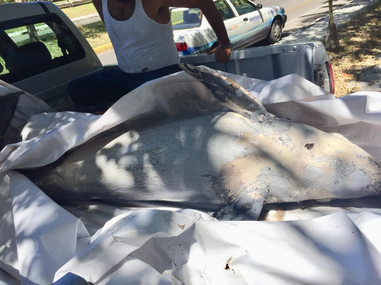 APARECE OTRO DELFÍN MUERTO EN LA BAHÍA DE CHETUMAL