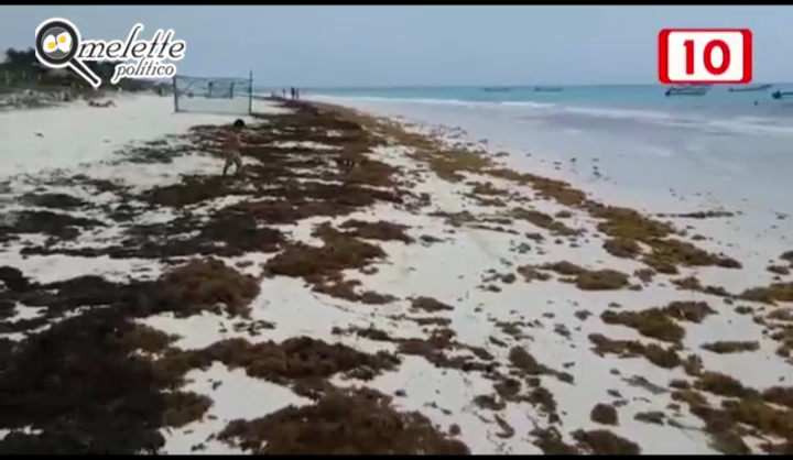 El hedor del sargazo aleja a turistas