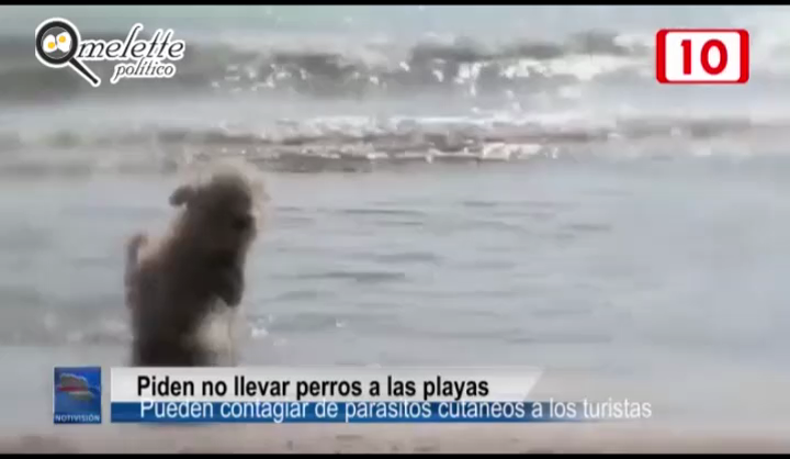 PIDEN NO LLEVAR PERROS JUNTO AL MAR