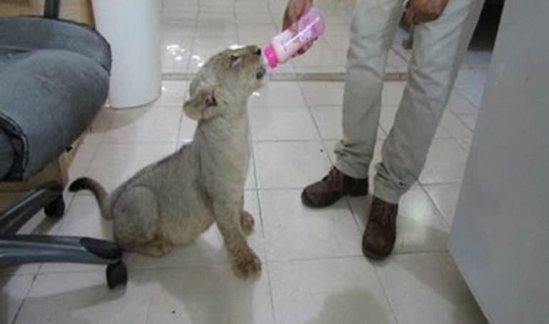 FRENAN EXPLOTACIÓN DE LEÓN EN LA QUINTA AVENIDA DE PLAYA.