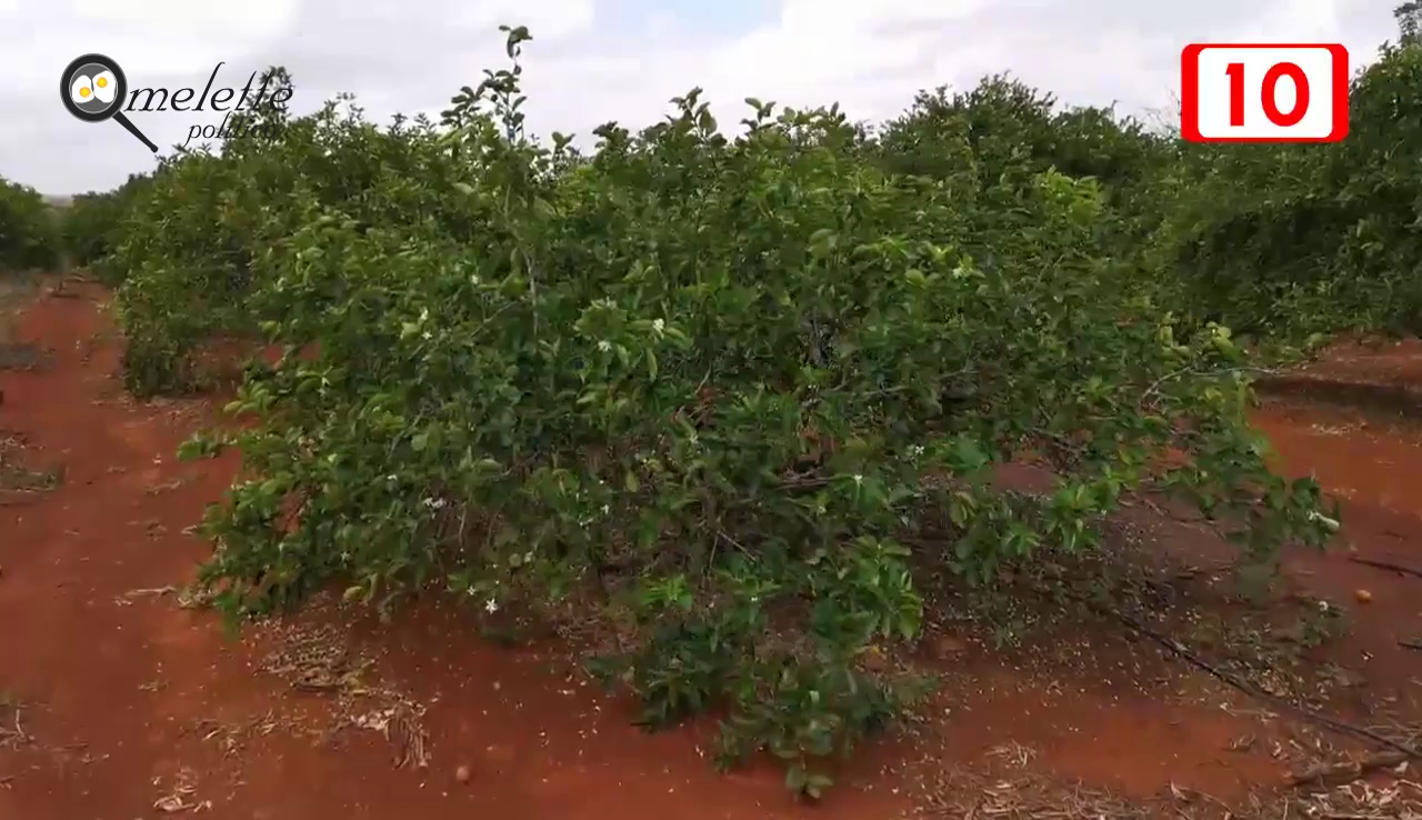 SANIDAD VEGETAL SIN PRESUPUESTO EN JMM