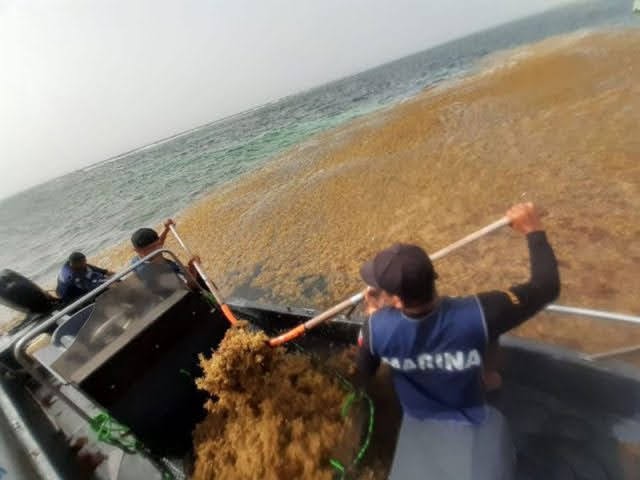 La Secretaría de Marina-Armada de México mantiene acciones para la contención del fenómeno atípico del sargazo en el Estado de Quintana Roo