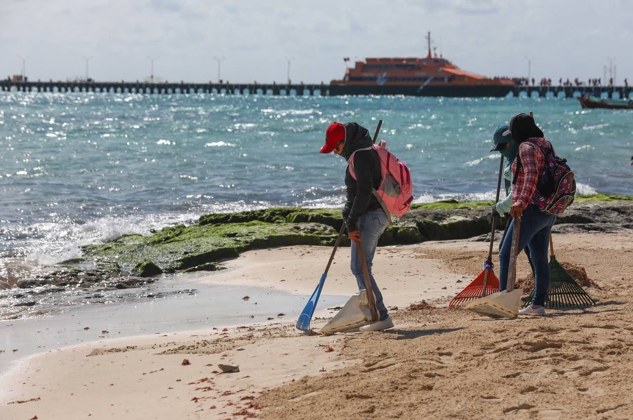 Cuida Solidaridad sus playas con atención eficiente al arribo de sargazo