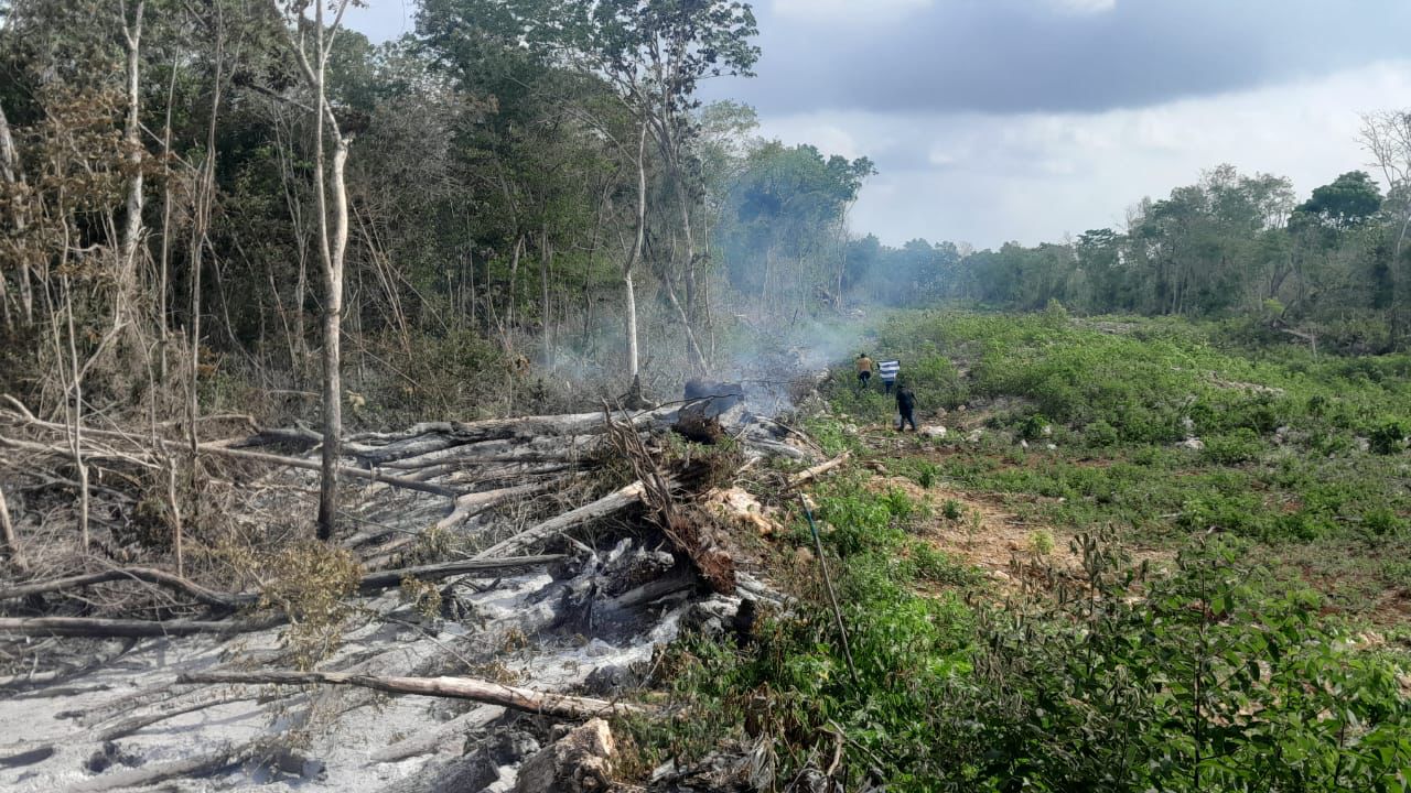 Felipe Carrillo Puerto, sin amenazas de fuego forestal