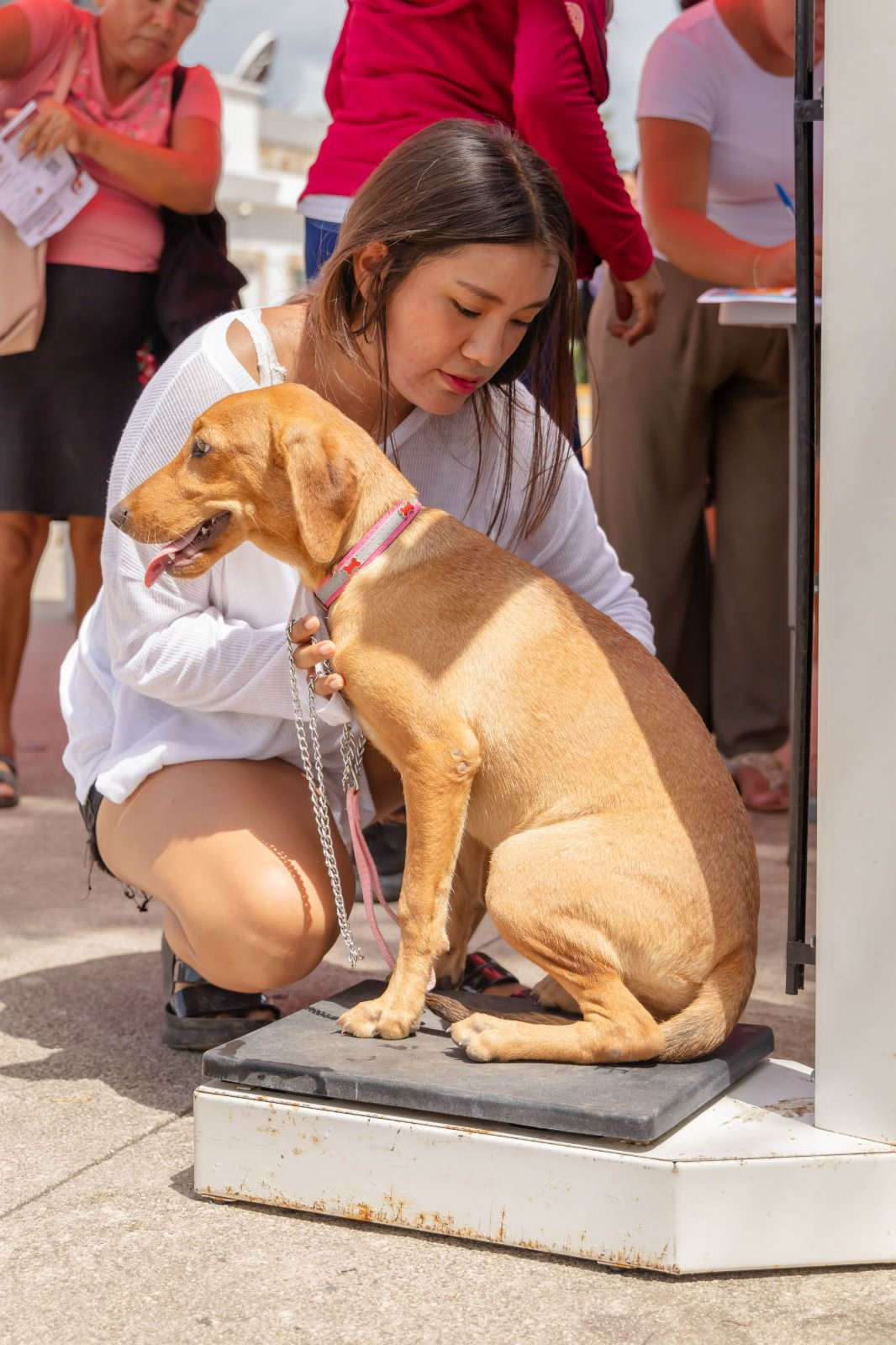 Anuncian programa de esterilización canina y felina en Tulum