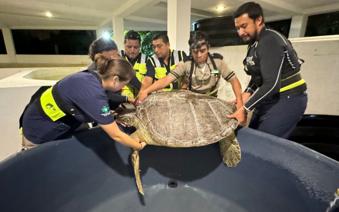 Gobierno de Isla Mujeres rescata tortuga blanca varada en Isla Blanca