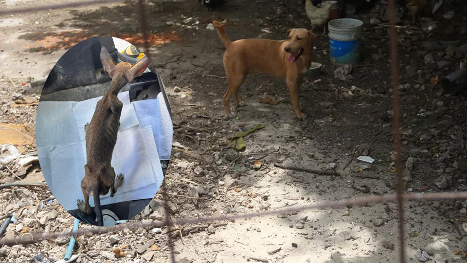 Incrementan los casos de maltrato animal en Cancún