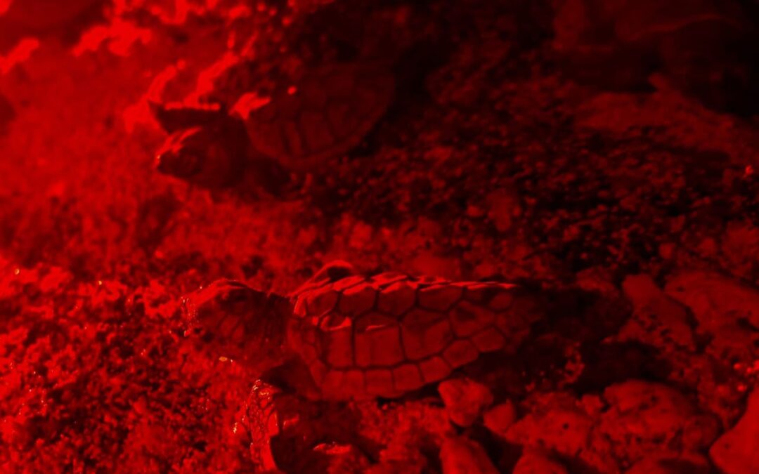 Nacen primeras tortuguitas marinas de la temporada 2025 en Isla Mujeres