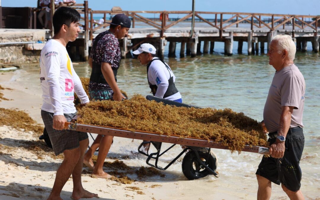 Gobierno de Isla Mujeres atiende oportunamente recale atípico de sargazo en Playa Norte