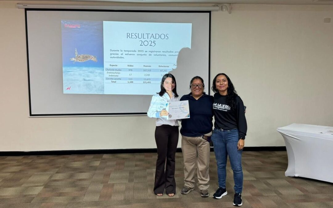 Campamento tortuguero de Isla Mujeres reporta exitosa Temporada de Protección de la Tortuga Marina
