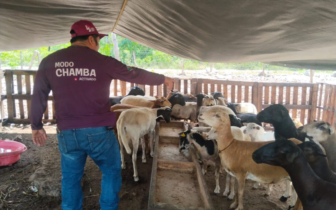 Gobierno de Estefanía Mercado fortalece la actividad pecuaria con atención veterinaria especializada en comunidades rurales