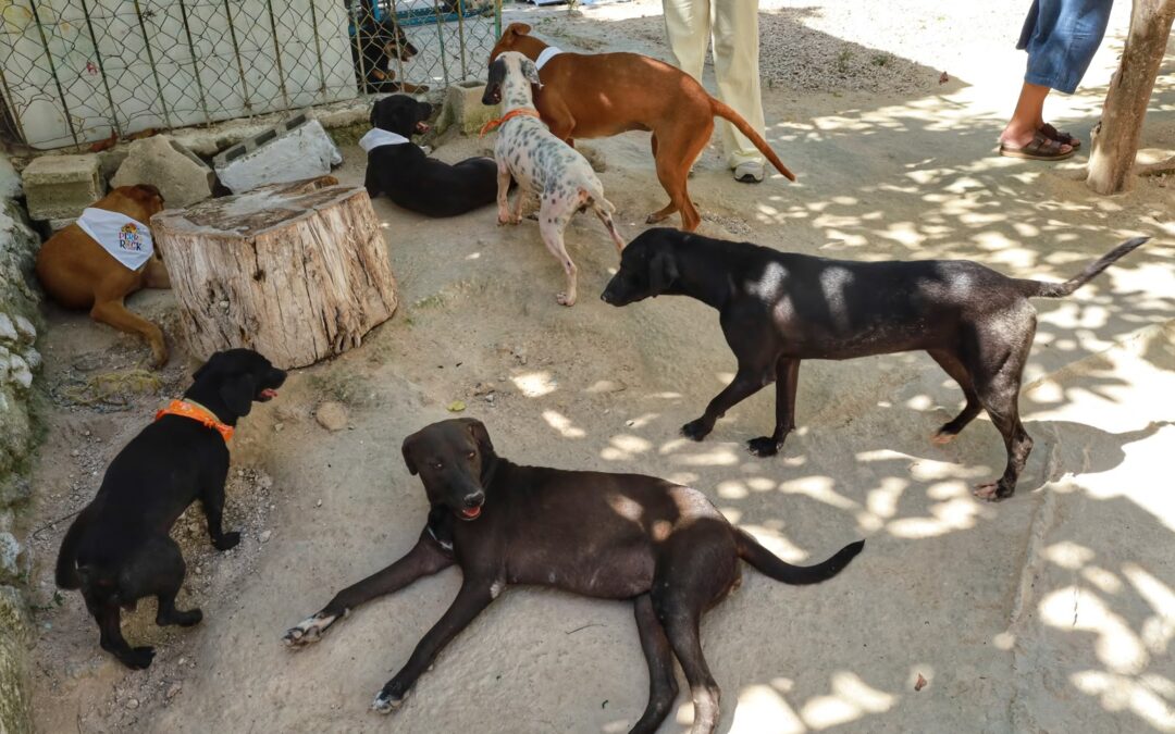 En el Día Mundial del Perro, llaman a la adopción responsable y anuncian esterilizaciones a bajo costo en Othón P. Blanco.