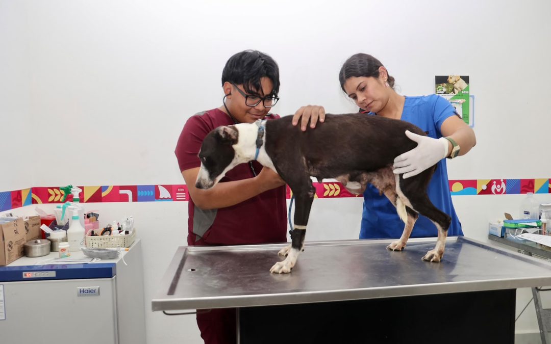 Gobierno de Isla Mujeres fortalece el bienestar animal con servicios permanentes y adopción responsable